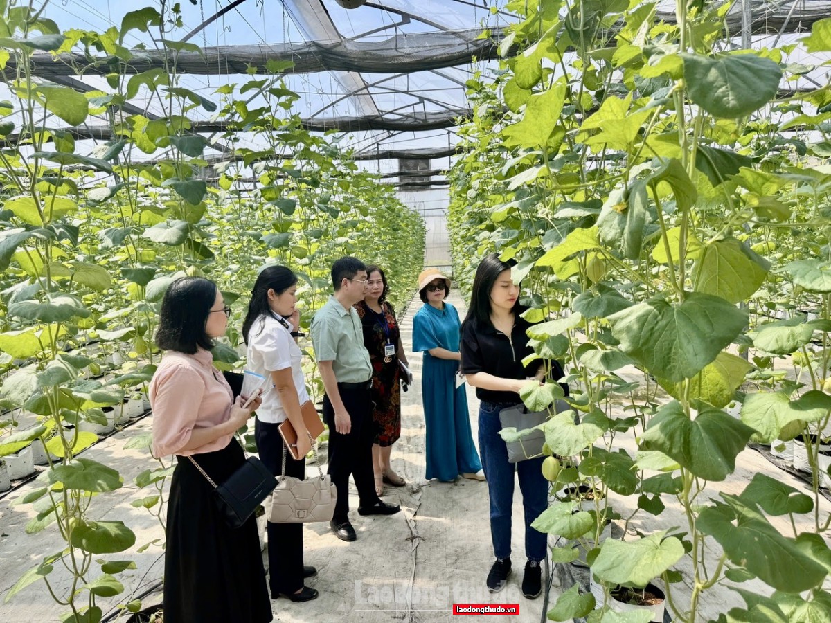 Giữ an toàn từ bếp ăn bán trú - câu chuyện ở phường Tây Hồ Giữ an toàn từ bếp ăn bán trú - câu chuyện ở phường Tây Hồ