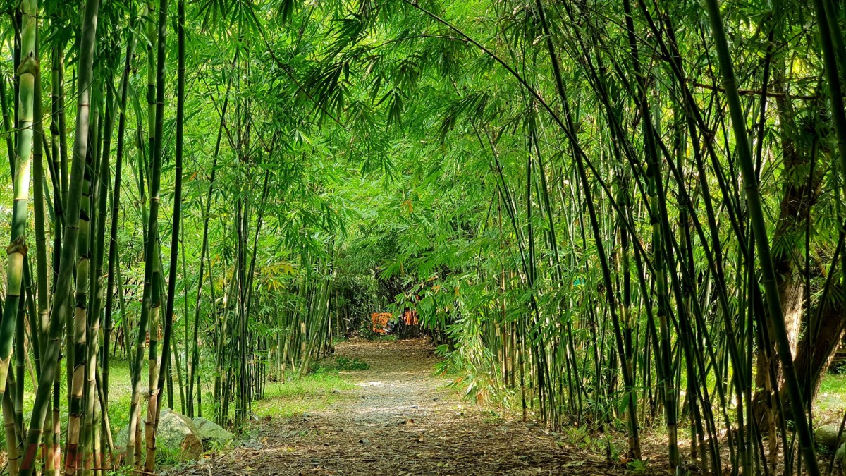 Làng tre Phú An: Nơi tre kể chuyện đất - người Việt Nam Làng tre Phú An: Nơi tre kể chuyện đất - người Việt Nam