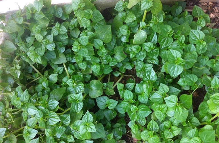 “Thần dược” tự nhiên từ loài rau dại “Thần dược” tự nhiên từ loài rau dại