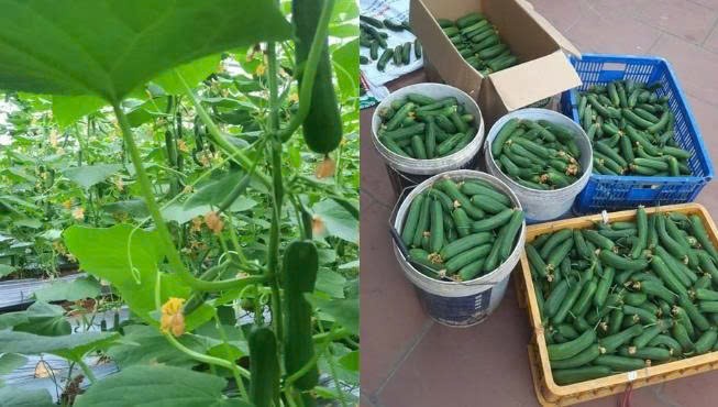 Từ những mô hình nông nghiệp mới, gieo mầm khát vọng đổi thay Từ những mô hình nông nghiệp mới, gieo mầm khát vọng đổi thay