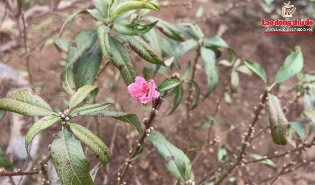 Làng đào Nhật Tân tất bật tuốt lá, “canh” hoa nở đón Tết 2026