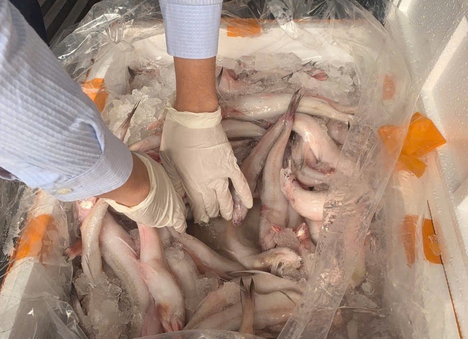 Thanh Hoá: Phát hiện hơn 10 tấn cá khoai chứa chất cấm Formaldehyde