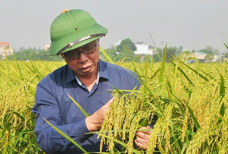 Hành trình nửa thế kỷ bền bỉ, khát vọng vì giống lúa Việt