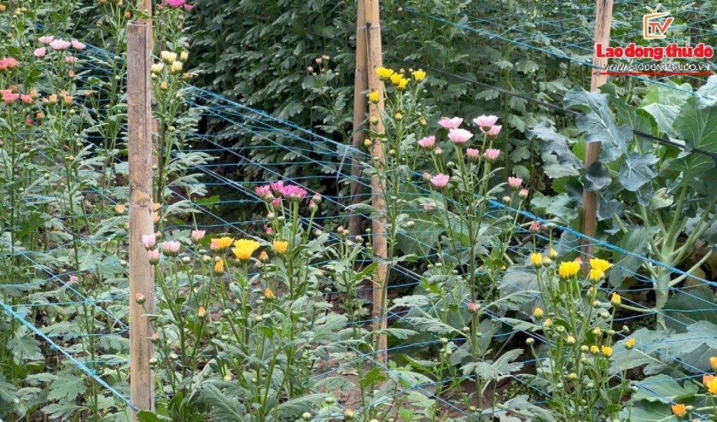 Tây Tựu rực sắc hoa Tết