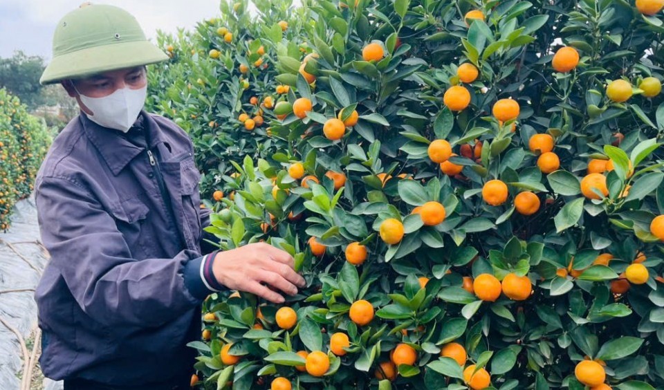 Từ vườn quất óng vàng đến hoa, cây cảnh tạo thế: Nhịp Tết sớm ở Hưng Yên