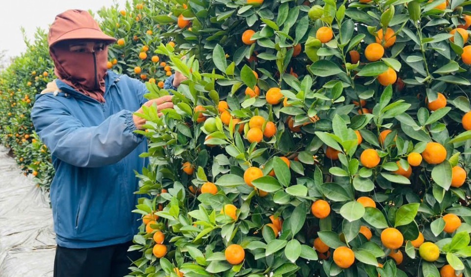 Quất Văn Giang vào mùa cao điểm: Nhà vườn tất bật, sắc xuân theo cây xuống phố