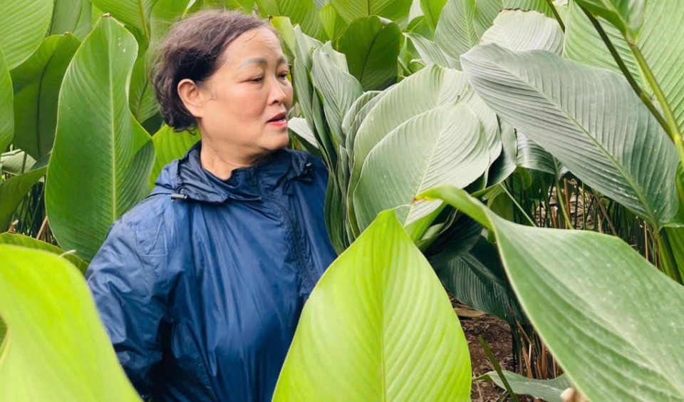 Tháng Chạp ở làng lá dong Tràng Cát: Mùa xanh theo nhịp Tết