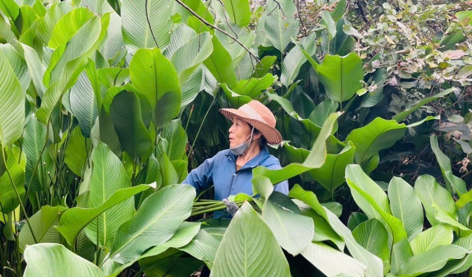 Hương vị Tết ở làng lá dong Tràng Cát