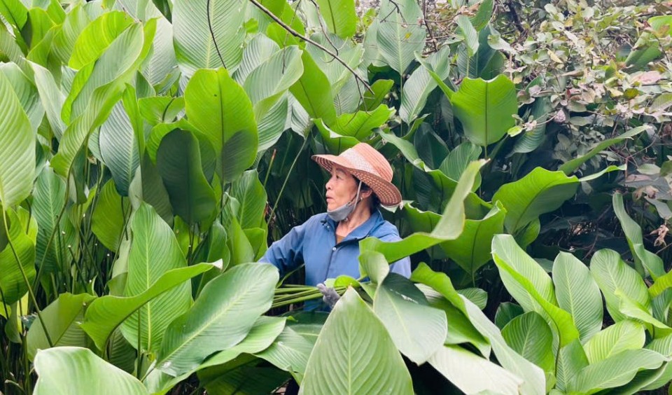 Hương vị Tết ở làng lá dong Tràng Cát