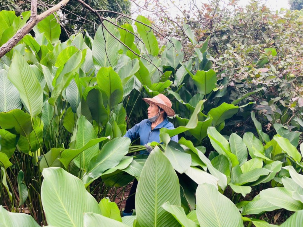 Hương vị Tết ở làng lá dong Tràng Cát Hương vị Tết ở làng lá dong Tràng Cát