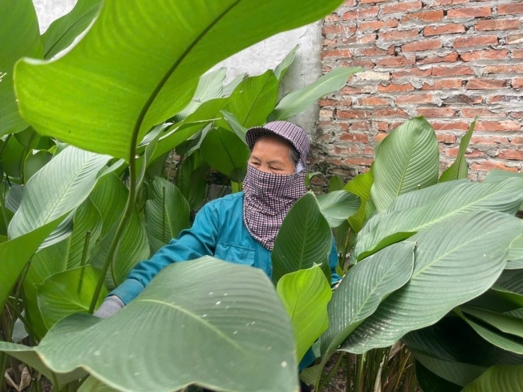 Hương vị Tết ở làng lá dong Tràng Cát Hương vị Tết ở làng lá dong Tràng Cát