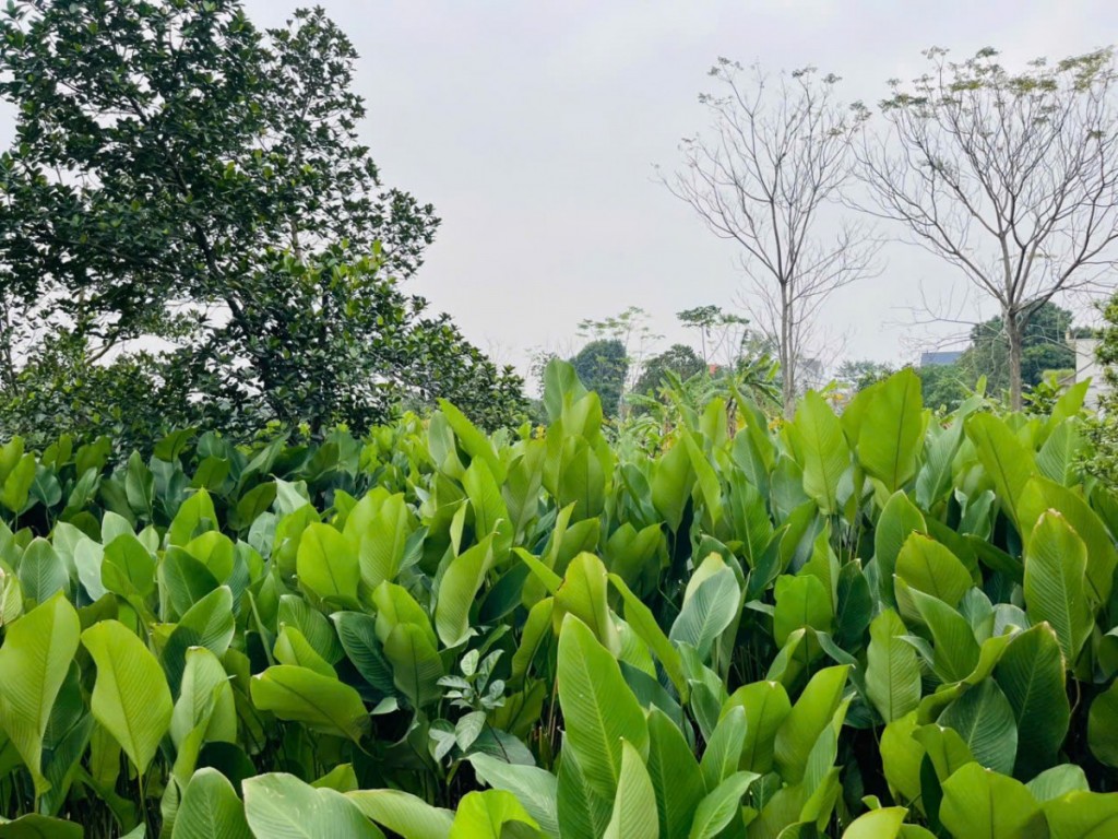 Hương vị Tết ở làng lá dong Tràng Cát Hương vị Tết ở làng lá dong Tràng Cát