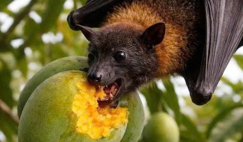 Siết chặt an toàn thực phẩm trước nguy cơ virus Nipah xâm nhập