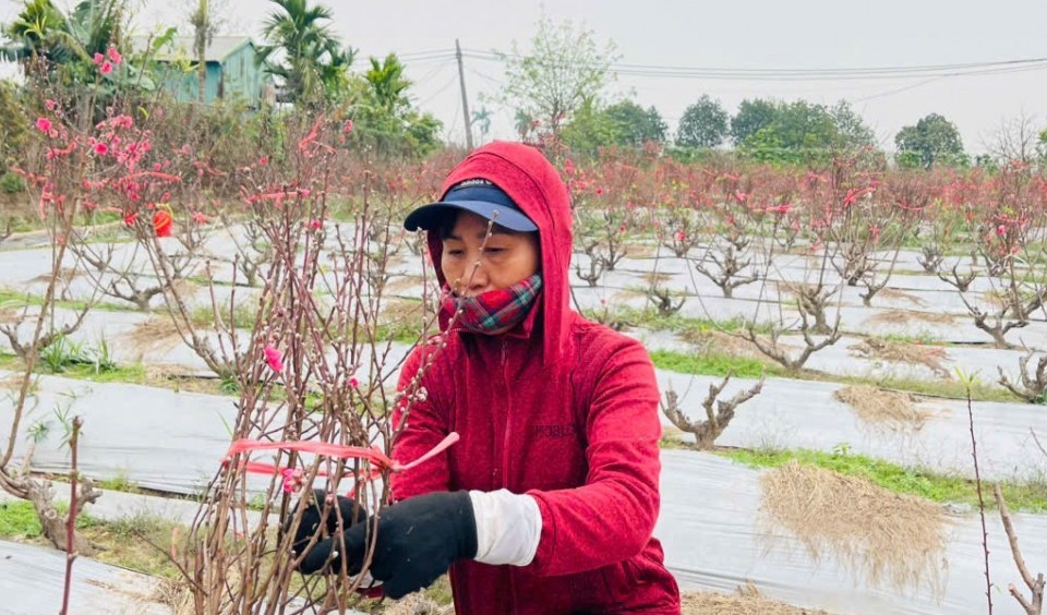 Làng đào Hồng Hà sẵn sàng phục vụ Tết Nguyên đán 2026