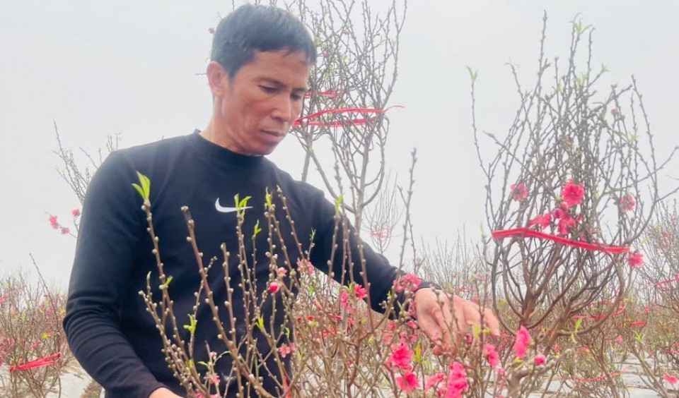 Người mở lối đưa đào Nhật Tân về đất Ô Diên