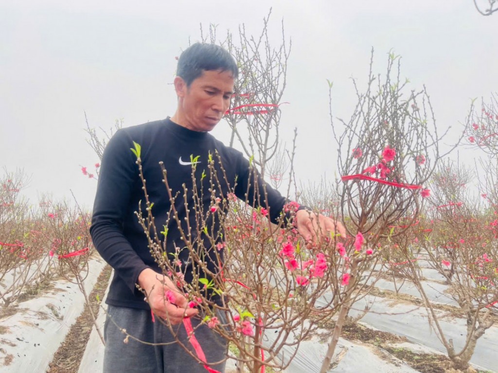 Người mở lối đưa đào Nhật Tân về đất Ô Diên Người mở lối đưa đào Nhật Tân về đất Ô Diên