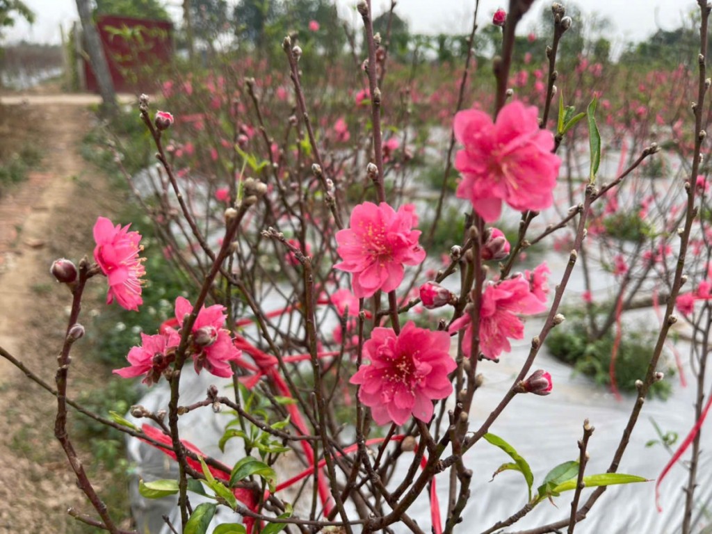 Người mở lối đưa đào Nhật Tân về đất Ô Diên Người mở lối đưa đào Nhật Tân về đất Ô Diên