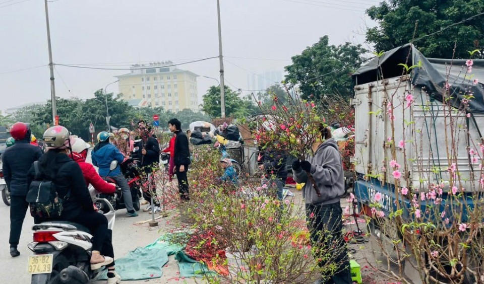 Quất vàng, đào hồng nhuộm thắm phố phường ngày Tết