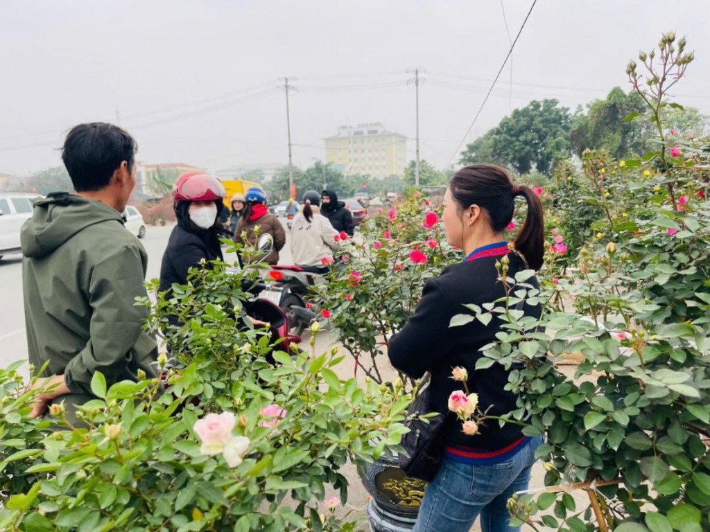 Quất vàng, đào hồng nhuộm thắm phố phường ngày Tết