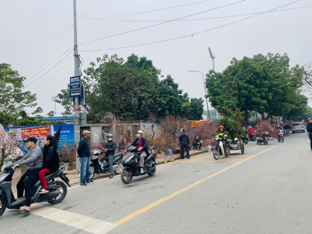 Quất vàng, đào hồng nhuộm thắm phố phường ngày Tết