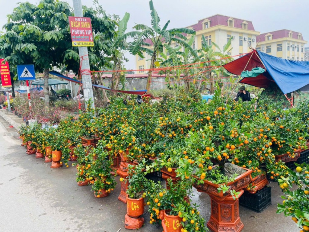 Quất vàng, đào hồng nhuộm thắm phố phường ngày Tết