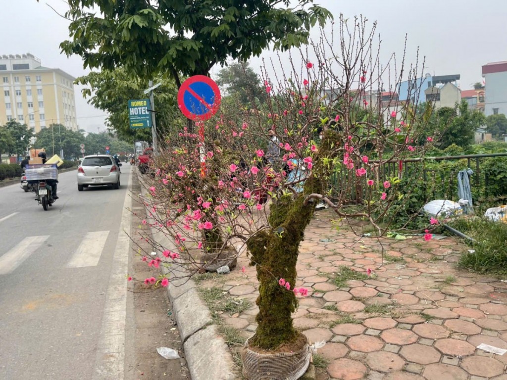 Quất vàng, đào hồng nhuộm thắm phố phường ngày Tết