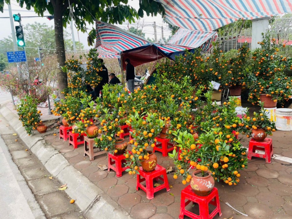 Quất vàng, đào hồng nhuộm thắm phố phường ngày Tết