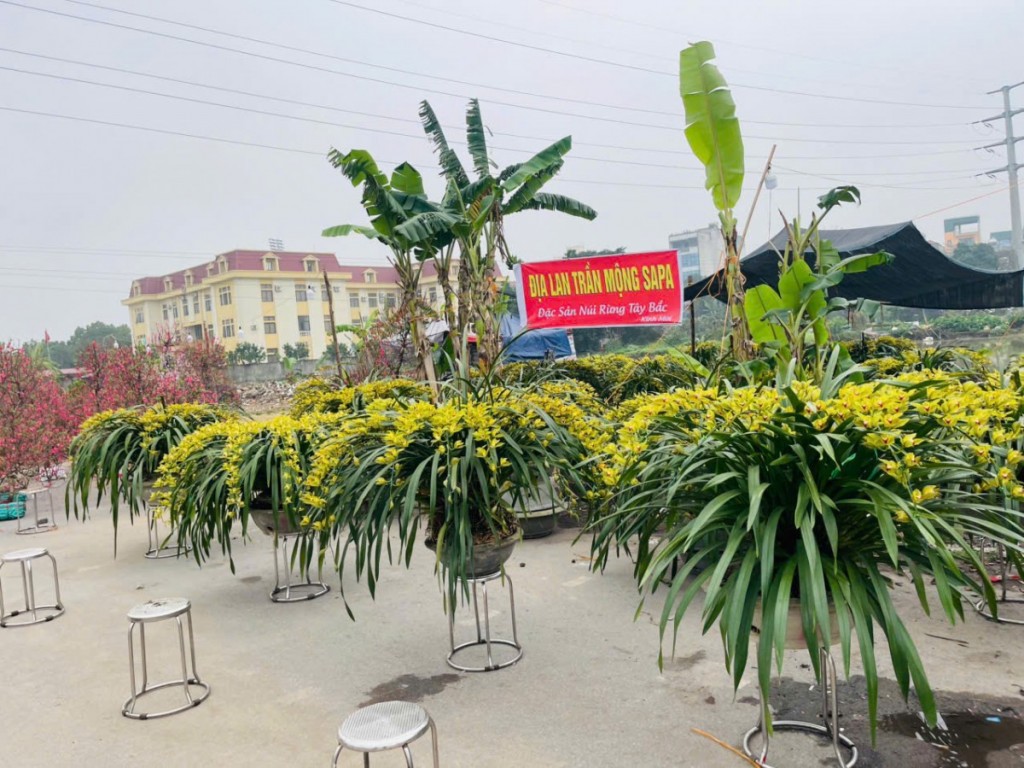 Quất vàng, đào hồng nhuộm thắm phố phường ngày Tết