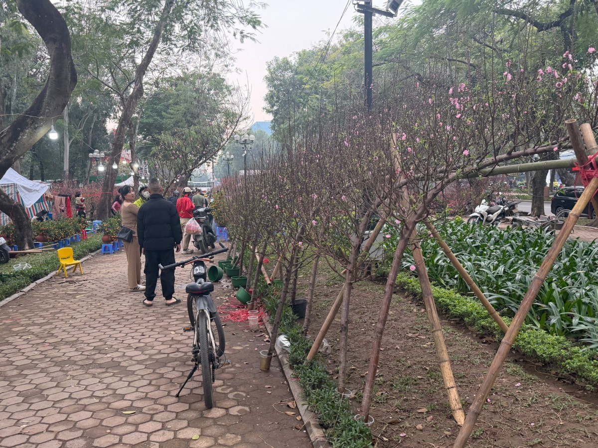 Chợ hoa Tết rộn ràng sắc Xuân, người dân Thủ đô háo hức mua sắm