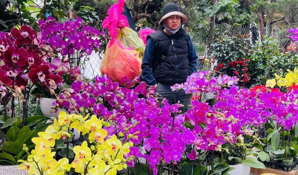 Lan hồ điệp rực rỡ xuống phố những ngày cận Tết