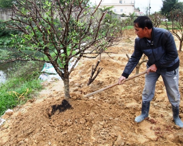 Hà Tĩnh: Dịch vụ chăm sóc, thu mua cây cảnh sau Tết vào vụ