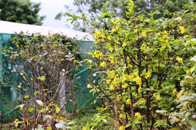 Thủ phủ mai vàng Hà Tĩnh lo lắng vì nở hoa sớm