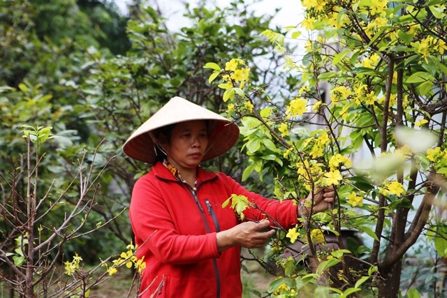 Thủ phủ mai vàng Hà Tĩnh lo lắng vì nở hoa sớm