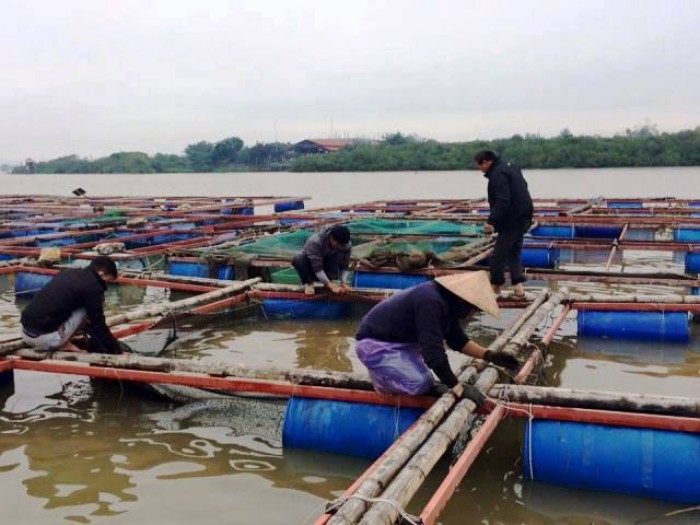 ​Rét đậm ngành nuôi trồng thủy sản Hà Tĩnh thiệt hại hơn 14 tỷ đồng