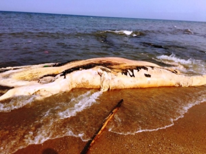 Quảng Bình: Xác cá voi nặng 5 tấn trôi dạt vào bờ biễn