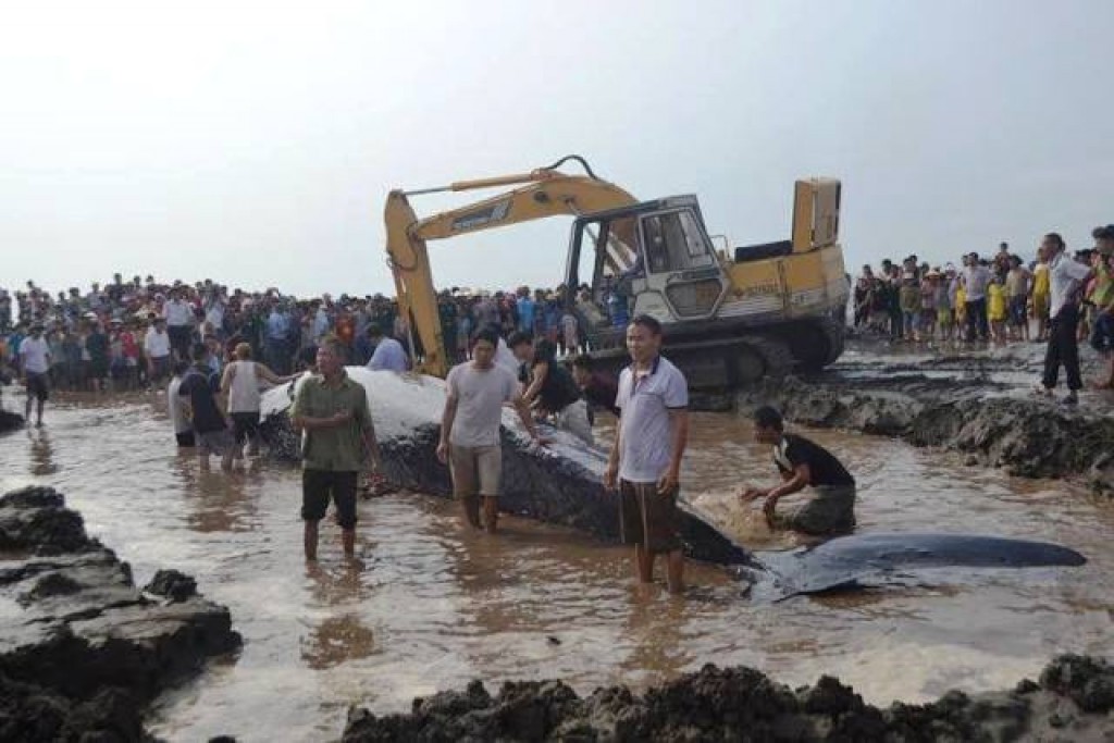 Phát hiện xác cá voi “khủng” nổi trên biển