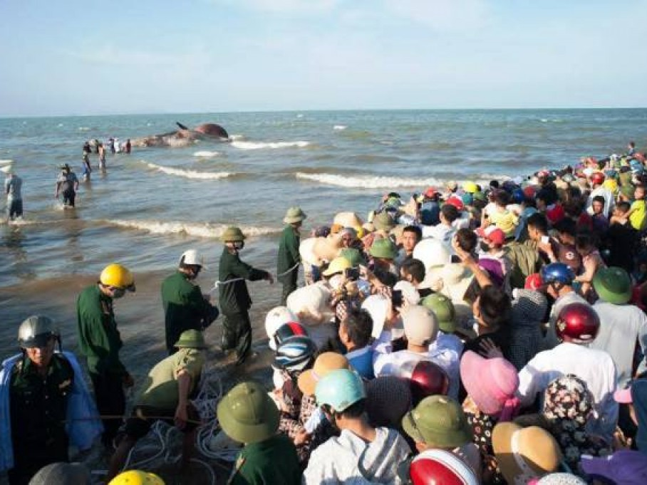 ​Hàng nghìn người dự lễ an táng cá voi