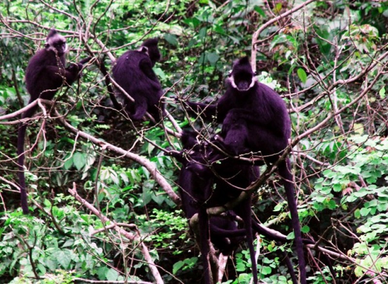 Săn ảnh “hậu duệ lão tôn” trên thung lũng Thiết Sơn san anh hau due lao ton tren thung lung thiet son