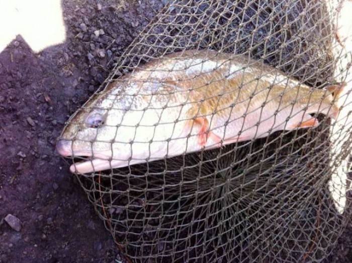 Người dân bắt được cá sủ vàng quý hiếm nặng 2,8kg