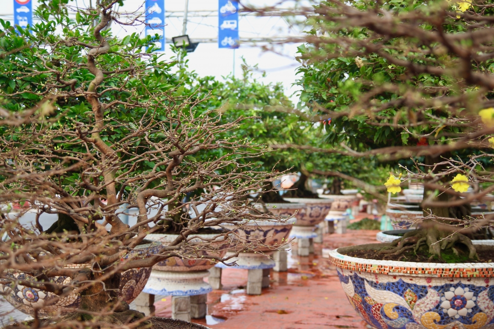 Thành phố Hồ Chí Minh: Chủ vườn đưa mai Tết xuống phố, sức mua tăng gấp 2 - 3 lần