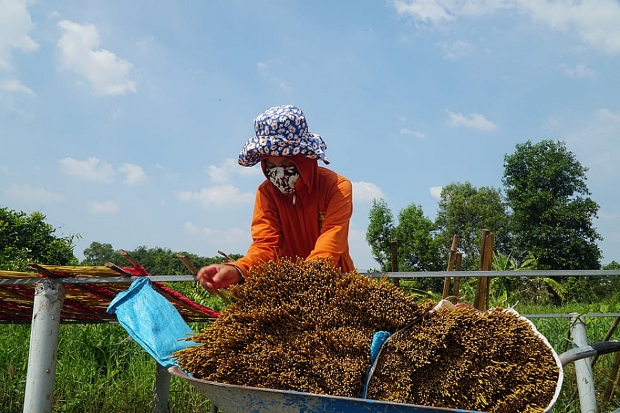 Làng nhang ở thành phố Hồ Chí Minh rực rỡ sắc màu những ngày cận Tết