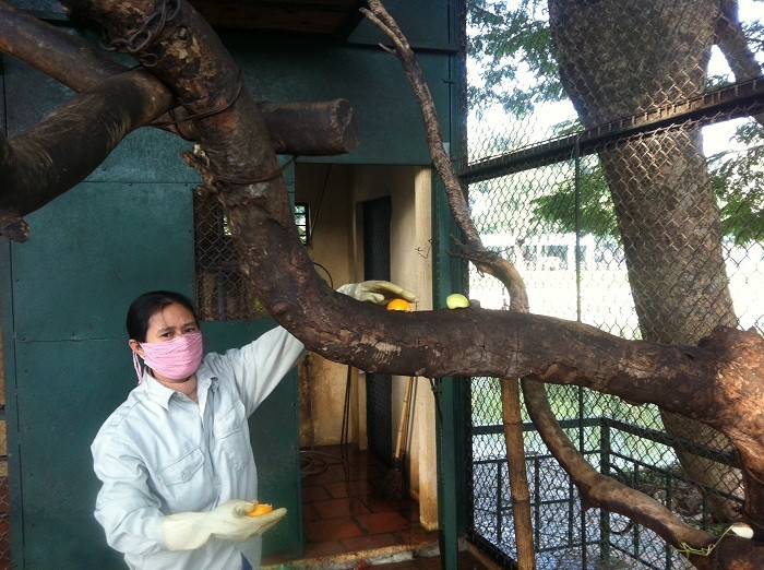 Những điều ít biết về nghề nuôi khỉ ở vườn thú Hà Nội