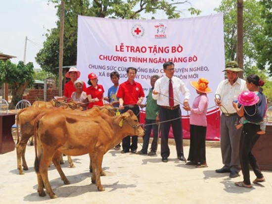 Prudential tặng bò cho 50 gia đình khó khăn ở Gia Lai