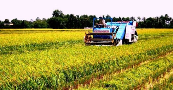 Chi 470 tỷ đồng để giữ đất trồng lúa