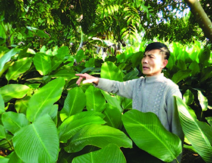 Làng dong ăn Tết muộn