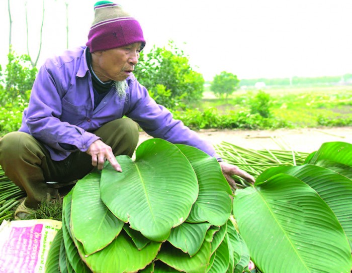 Làng dong ăn Tết muộn