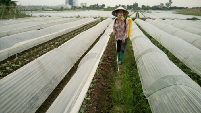 Thông tin thất thiệt rau tắm thuốc BVTV ở Đông Anh, Hà Nội: Nông dân khốn đốn