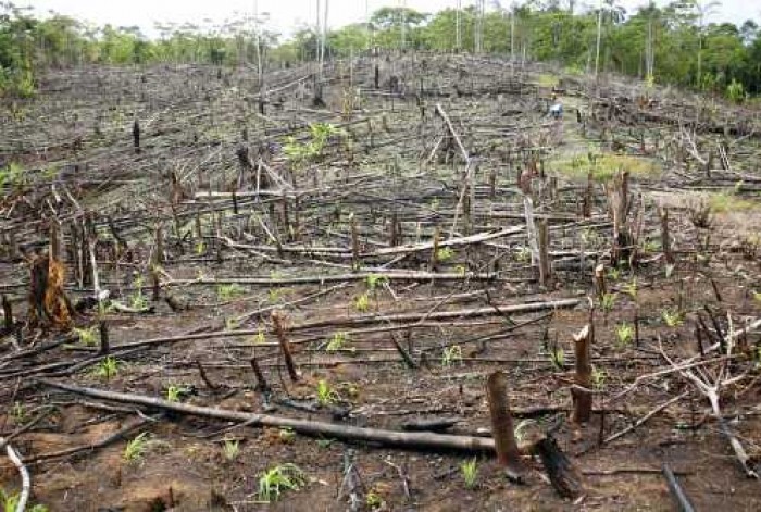 Không giảm thuế tài nguyên với gỗ rừng: Để tránh nạn chặt phá rừng