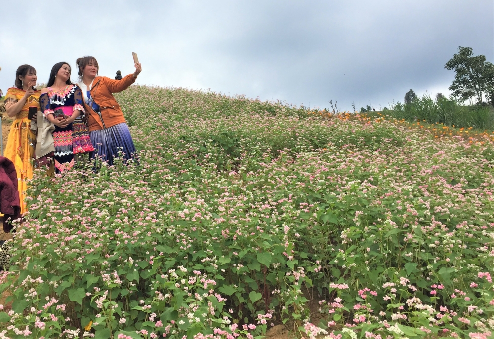 Sa Pa "thất thủ", giới trẻ "quay xe" check-in đồi hoa tam giác mạch đẹp mê mẩn giữa lòng thành phố Lào Cai
