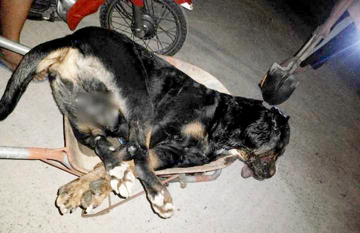 Nghệ An: Rắn hổ mang cắn chết chó Pitbull nặng gần 60kg